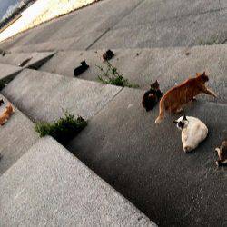 西宮跳ね橋　連日５０ＵＰ